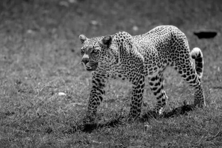 From Nairobi: Soroi Lions Bluff 3-day Safari & Accommodation - An In-Depth Look at the Safari Experience