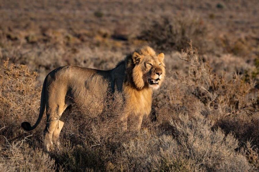 From Nairobi:3 Days 2 Nights Masai Mara Group Joining Safari - Safari Drives: Witnessing the Big Five