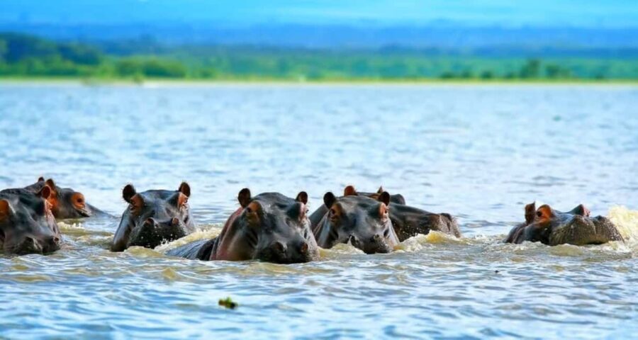 From Nairobi:Full Day Tour to Hells Gate National Park - Practical Details and Value