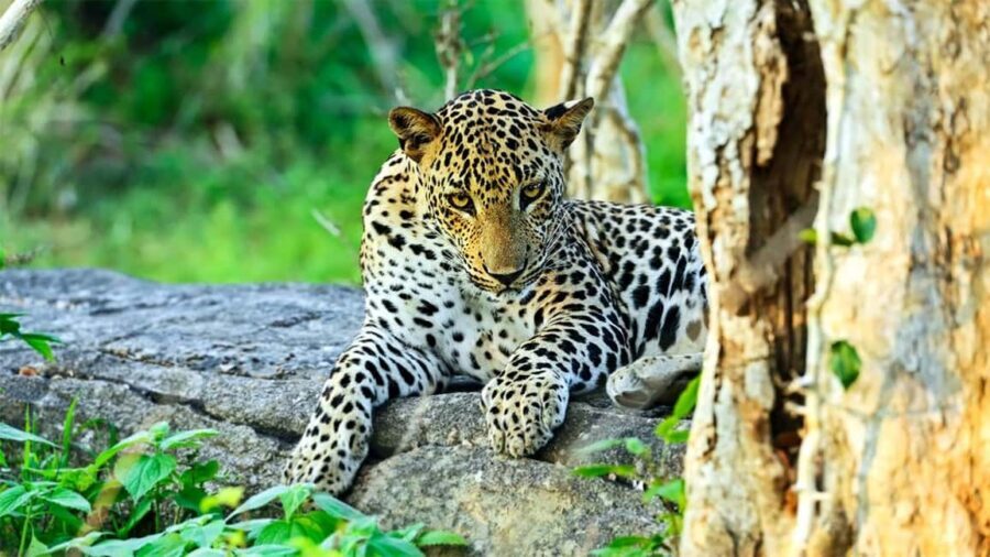 From Negombo: Wilpattu National Park Safari with Transfers - Who Should Consider This Tour?