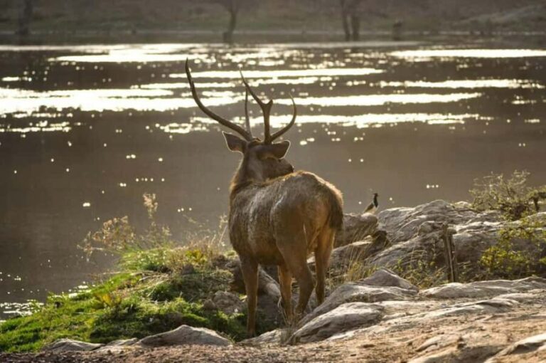 From New Delhi: 2-Day Ranthambore Tiger Safari with tranfers - Why This Tour Offers Good Value