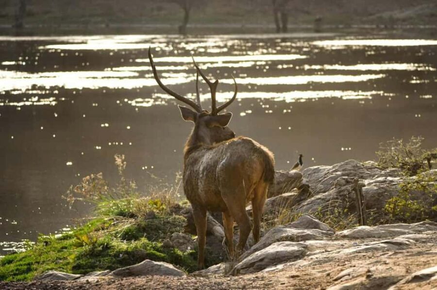 From New Delhi: 2-Day Ranthambore Tiger Safari with tranfers - Why This Tour Offers Good Value