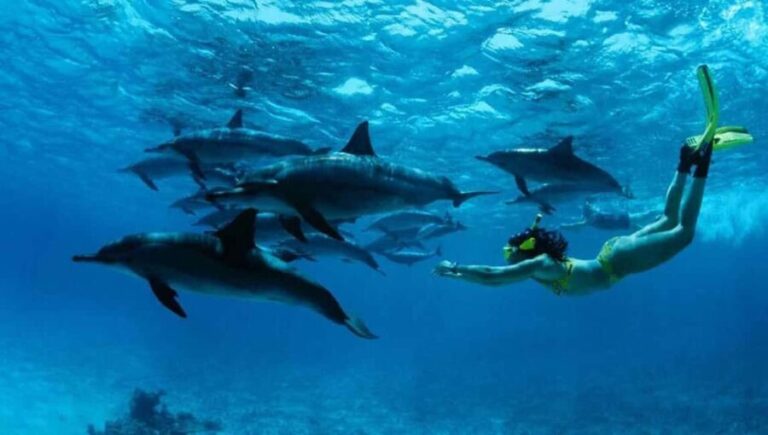 From Nungwi : Mnemba Boat Trip and Dolphin Snorkel Adventure - Is This Tour Right for You?
