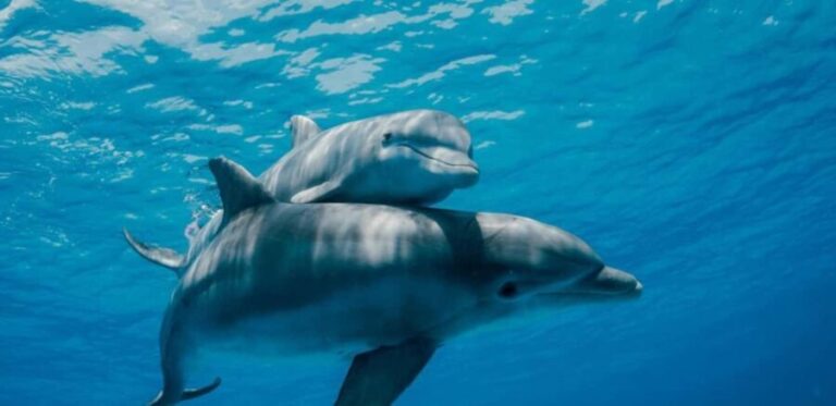 FROM NUNGWI; MNEMBA SNORKELING AND DOLPHIN TOUR - The Good, the Not-So-Good, and the Value