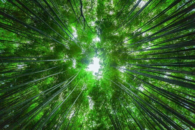 From Osaka: Kyoto Must-see Spots & Nara Park Sightseeing Day Tour - Authentic Reviews and Insights