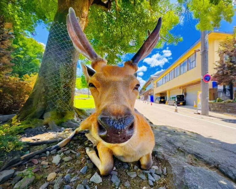 From Osaka: Nara Deer & Kyoto Kiyomizudera Sightseeing Tour - The Practical Aspects: What Really Matters