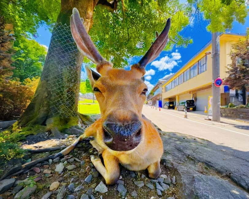 From Osaka: Nara Deer & Kyoto Kiyomizudera Sightseeing Tour - The Practical Aspects: What Really Matters