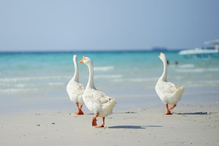From Pattaya/Bangkok: Island Day Trip with Beach Activities - The Value: Whats Included and Whats Not