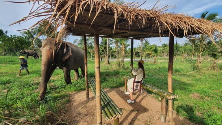 From Pattaya: Living Green Elephant Sanctuary Day Trip - How the Tour Is Structured