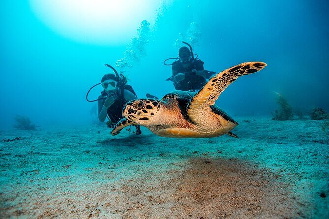 From Phi Phi: Half Day Trip for Certified Divers (2 Dives) - What Does This Tour Mean for You?