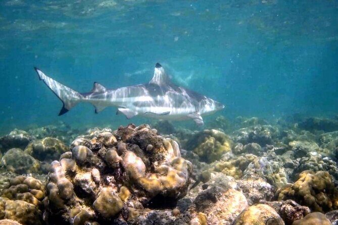 From Phi Phi: PADI Open Water Course *eLearning (2+ days) - What You Can Expect From This Course