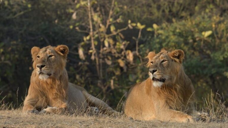 From Rajkot: Gir Somnath Weekend Tour - Day 1: From Rajkot to Somnath — Temples, Sunset, and Spiritual Vibes