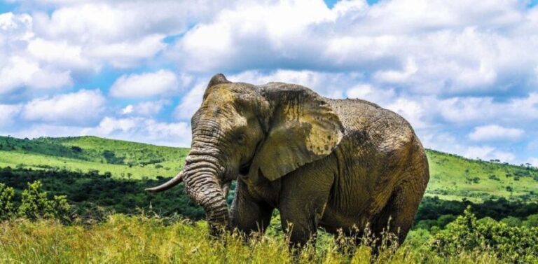 From Richards Bay: Hluhluwe Imfolozi Game Reserve Day Trip - The Vehicle and Guide: Comfort and Quality