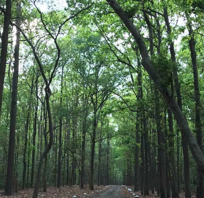 From Rishikesh: Rajaji National Park Half-Day Tour - Practical Tips for Travelers