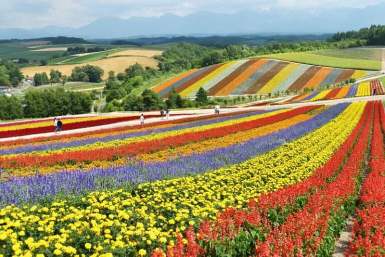 From Sapporo: Furano and Biei Vibrant Fields Tour - Who Will Love This Tour?