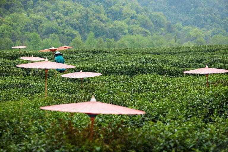 From Shanghai: Hangzhou Private Day Trip by Bullet Train - The Value and Overall Experience