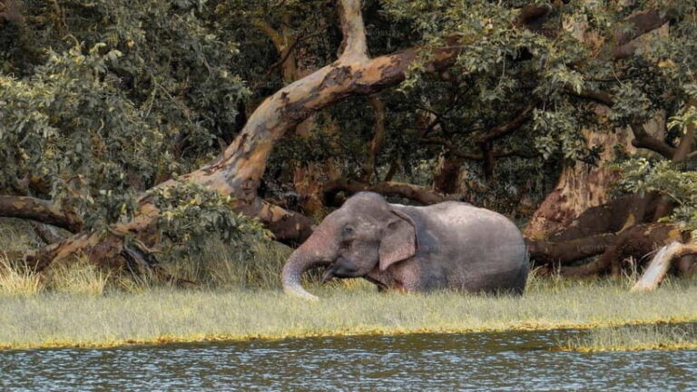 From Sigiriya: Private 4X4 Safari to Where the Elephants Are - The Itinerary and What to Expect