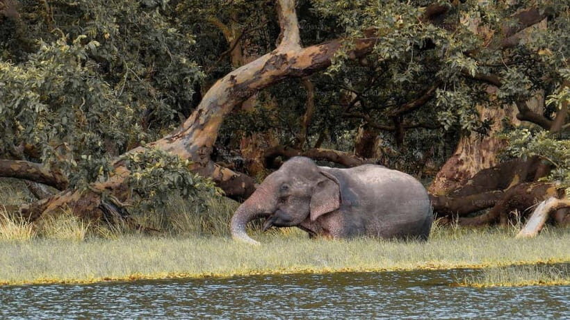 From Sigiriya: Private 4X4 Safari to Where the Elephants Are - The Itinerary and What to Expect