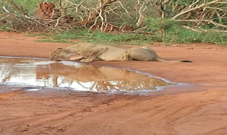 From South Africa: Lion and Safari Park Half-Day Tour - Practical Tips for Your Visit