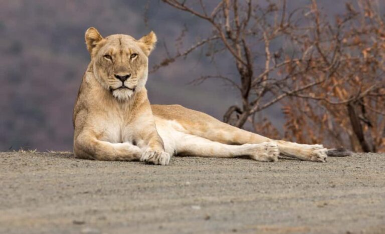 From St Lucia: Big 5 Safari in the Hluhluwe-Imfolozi Park - The Sum Up