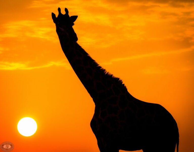 From St Lucia: iSimangaliso Sunset Safari - Summary of the Experience