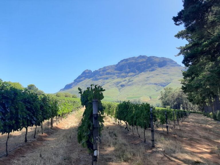 From Stellenbosch: Stellenbosch Guided Vineyard Walk - Value and Practicality