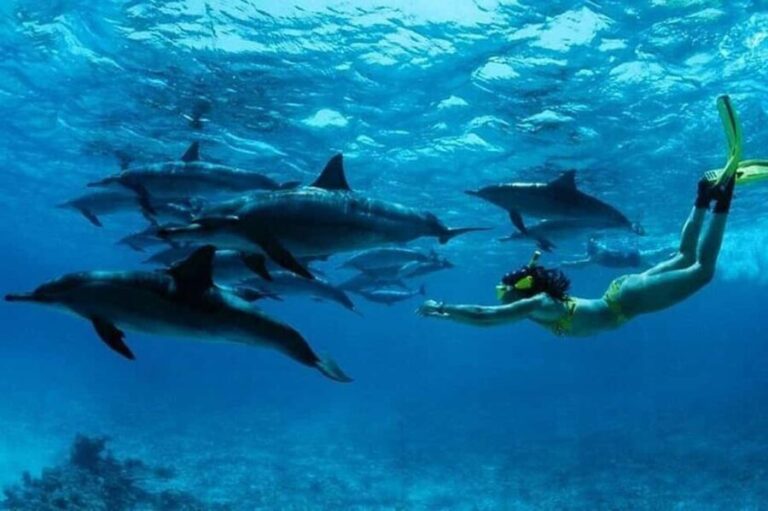 From Stone Town: Mnemba Dolphins & Snorkeling with Lunch - An Inviting Day on the Water: The Itinerary