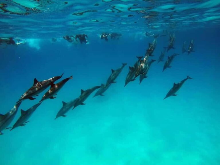 From Stone Town: Mnemba Snorkeling & Dolphins Experience - The Marine Environment at Mnemba: What You’ll See