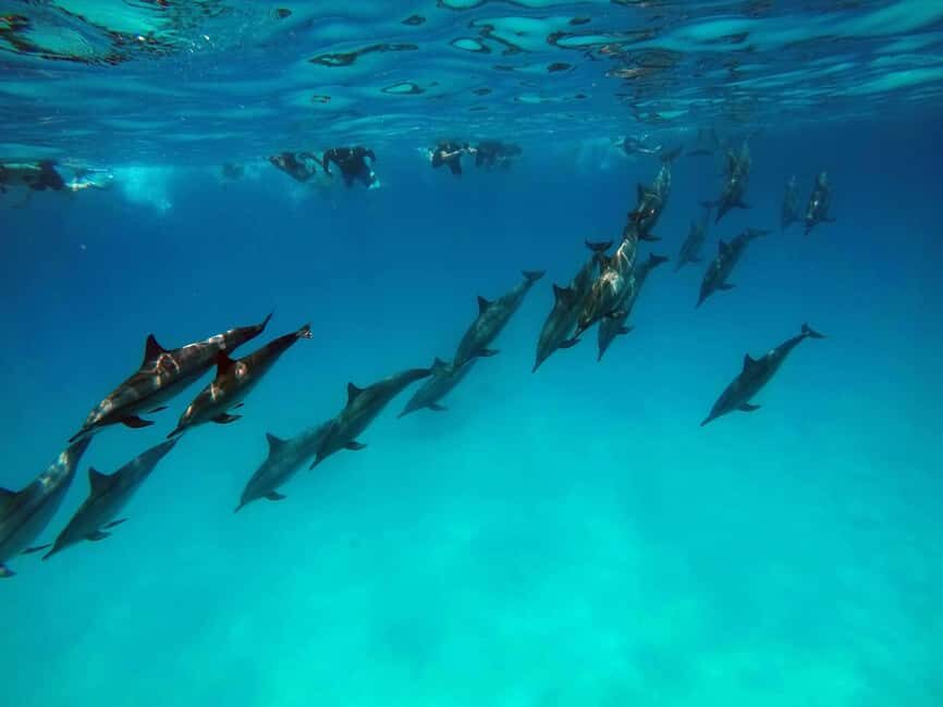 From Stone Town: Mnemba Snorkeling & Dolphins Experience - The Marine Environment at Mnemba: What You’ll See
