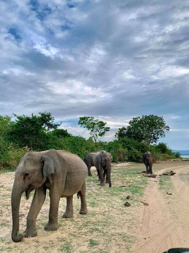 From Tangalle / Hiriketiya : Yala Safari tour & Drop - Ella - Who Will Love This Tour?