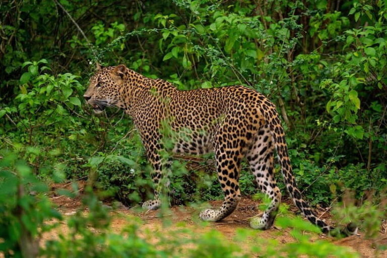 From Tangalle/ Hiriketiya: Yala Safari with Drop: Ella - Who Will Love This Tour?