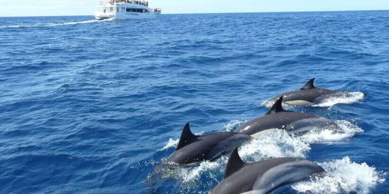 From Tangalle: Mirissa Whale Watching Tour with Breakfast - What You Can Expect: The Day in Review