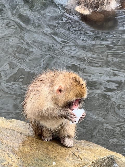 From Tokyo: Nagano Snow Monkey Park Zenkoji Temple Day Trip - Authenticity and Practicality