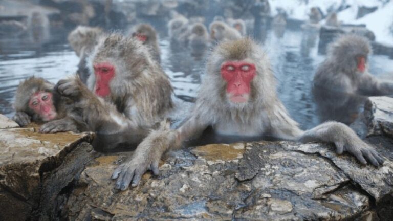 From Tokyo: Private Tour Snow Monkey Park & Zenko-ji Temple - FAQ