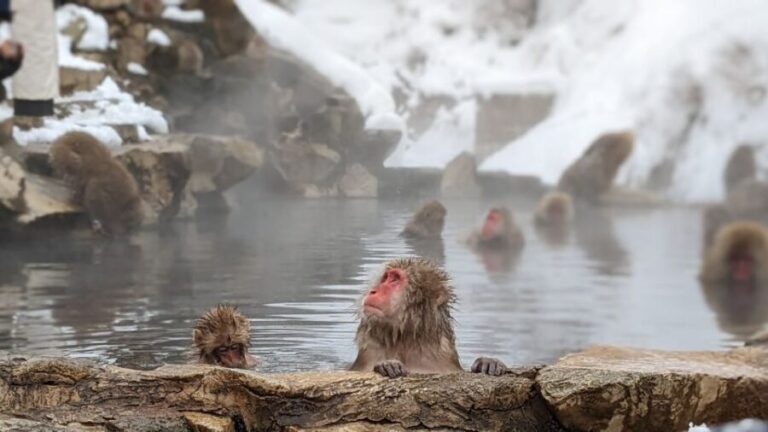 From Tokyo: Snow Monkey 1 Day Tour with Beef Sukiyaki Lunch - Who Should Consider This Tour?