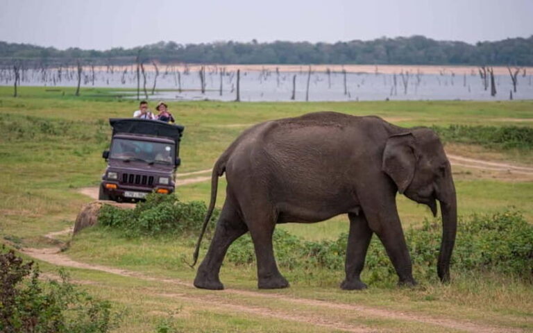 From Trincomalee: Elephant Safari at Minneriya or Kaudulla - Who Will Love This Tour?