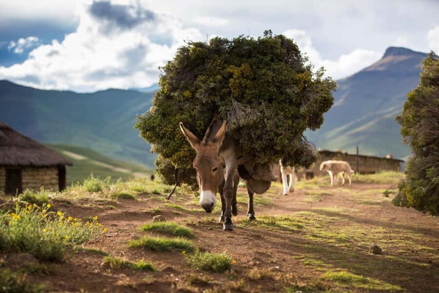From Underberg: 4x4 Sani Pass Day Trip - What’s Included and What’s Not