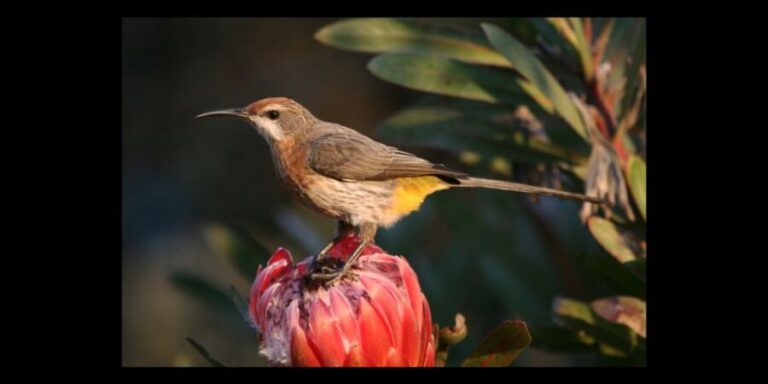 From Underberg: Specialist Sani Pass Guided Birding Tour - Why It’s Worth the Price