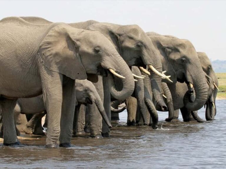 From Victoria Falls: Chobe National Park Day Trip - The Experience: What to Expect
