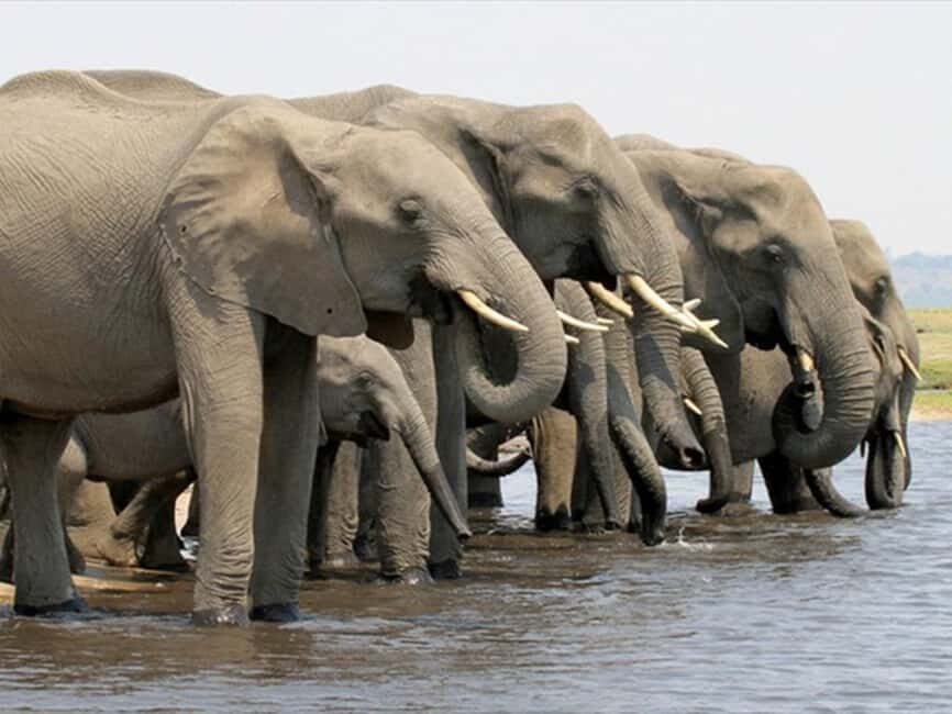 From Victoria Falls: Chobe National Park Day Trip - The Experience: What to Expect