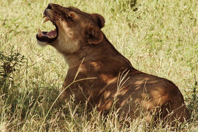 From Victoria Falls: Chobe National Park Small Group Tour - Key Points for Your Planning