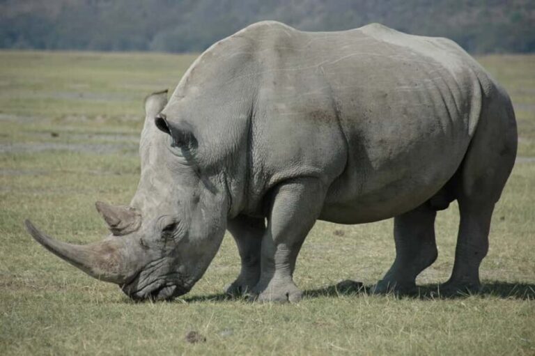 From Victoria Falls: Game drive and Rhino walk (Zambia) - What to Expect on the Tour