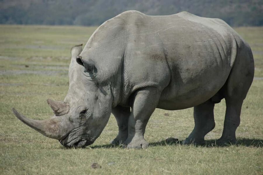 From Victoria Falls: Game drive and Rhino walk (Zambia) - What to Expect on the Tour