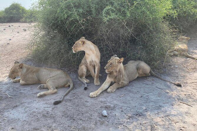 From Victoria Falls: Hwange National Park Day Safari - Pricing and Value