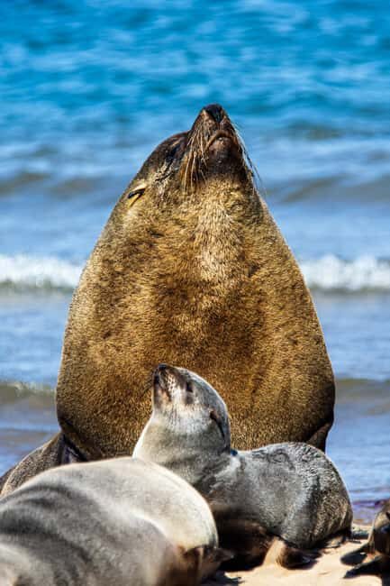 From Walvis Bay: Sandwich Harbour and Pelican Point Tour - What to Expect on the Tour