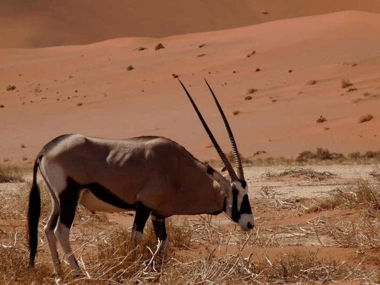 From Windhoek: 3-Day Sossusvlei Shared Shuttle Tour - What’s Included and What’s Not