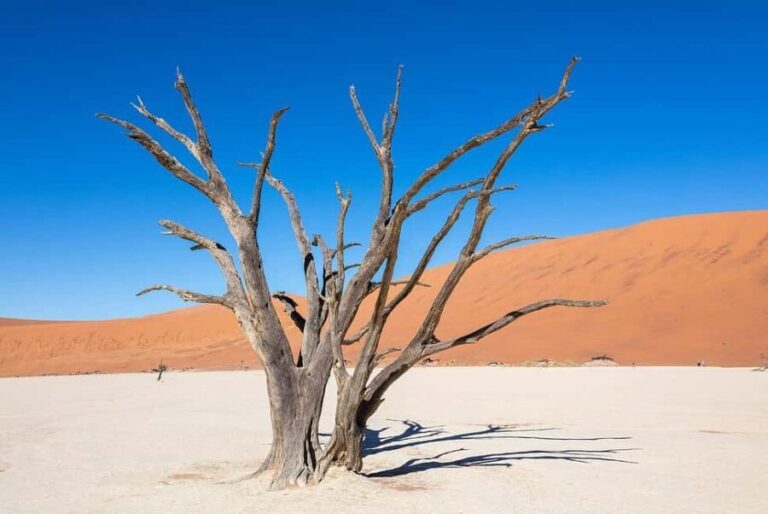 From Windhoek: Budget Sossusvlei Guided 2-Day Tour - Final Thoughts: Is It Worth It?