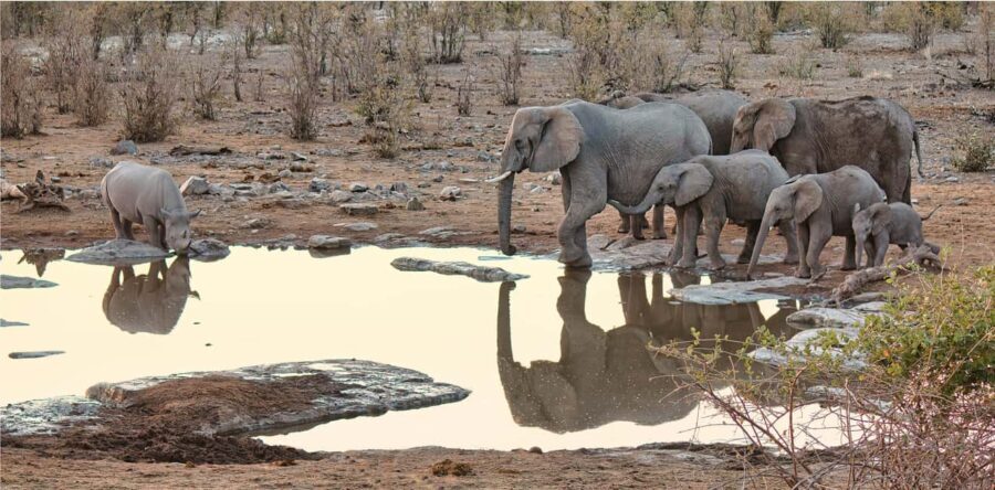 From Windhoek: Guided 1-Day Etosha National Park Safari Tour