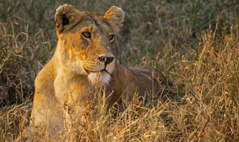 from Zanzibar: 1-Day Nyerere/selous safari by flight - The Practicalities and Whats Included