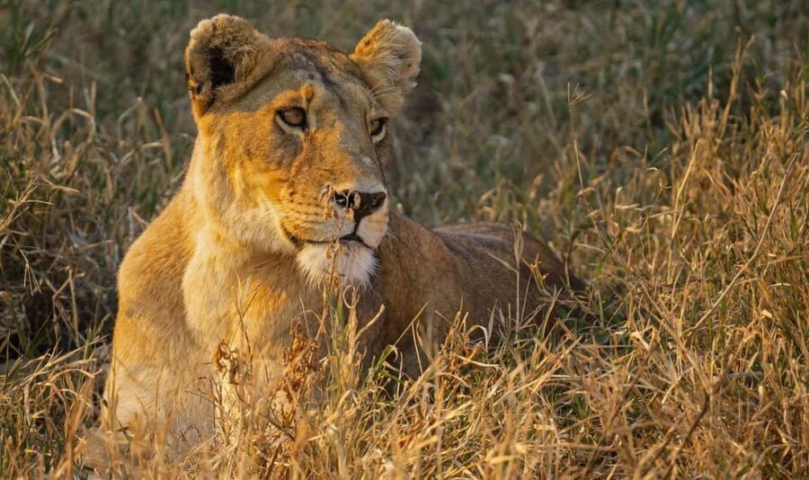 from Zanzibar: 1-Day Nyerere/selous safari by flight - The Practicalities and Whats Included